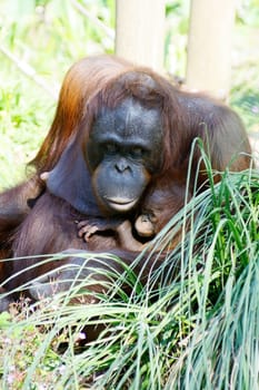 Orangutan mother and baby sitting in long grass