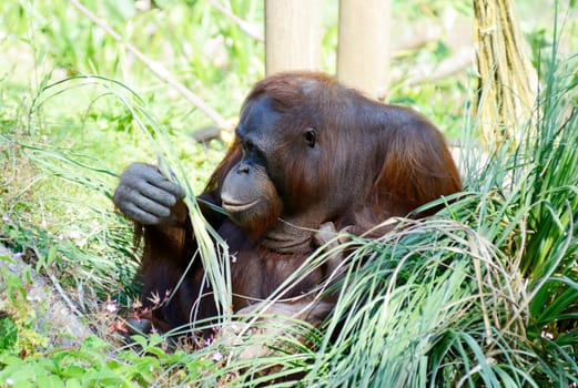 Orangutan mother with baby sitting eating in profile