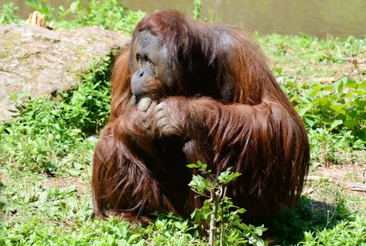 A lone male orangutan sitting in the sunshine with long orange hair