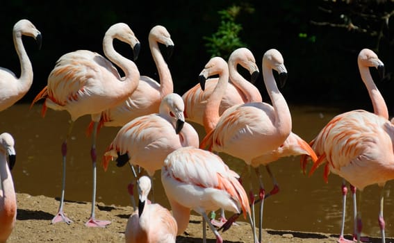 Pink flamingos in a group looking vibrant and colorful