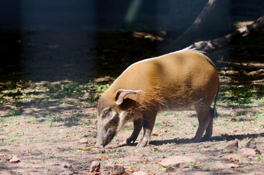 Red river hog looking for food on a sunny day