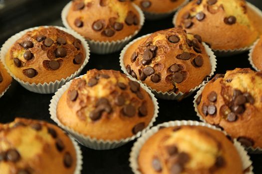 Muffins with chocolate chips on the baking tray just from the stove