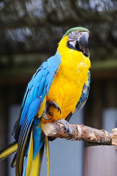 Parrot standing on one leg