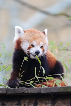 Red panda eating