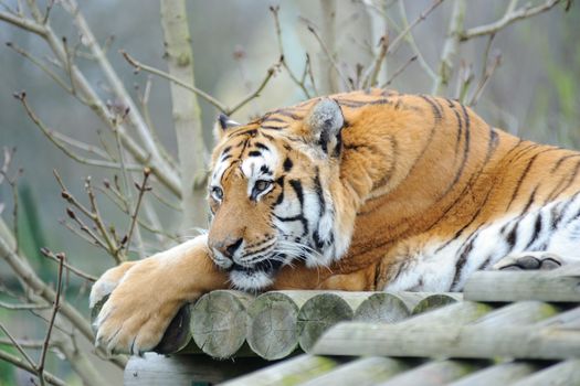 Tiger having a rest
