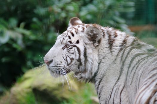 White tiger looking for prey