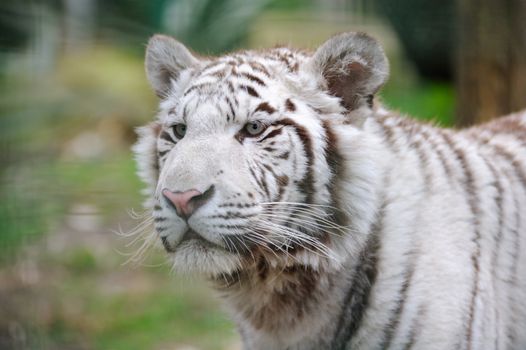 White tiger looks alert