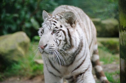 White tiger with eyes wide open