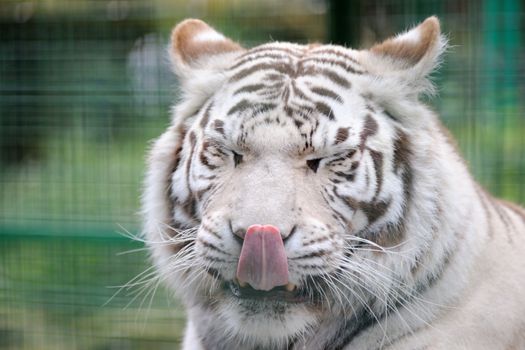 White tiger licks its lips and close eyes