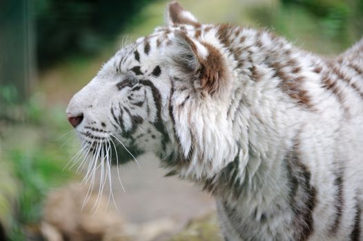 White tiger profile of head