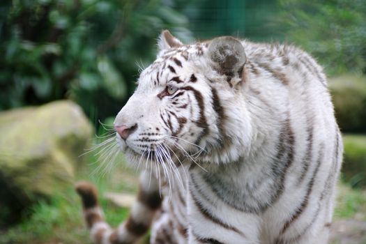 White tiger wags it tail in agitation