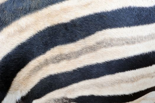 Zebra stripes close-up