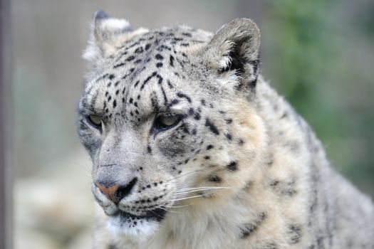Snow leopard close-up of head