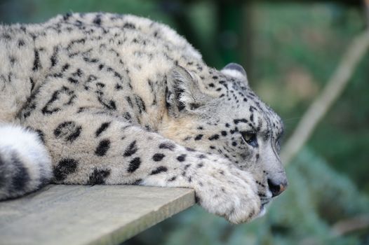 Snow leopard resting but alert