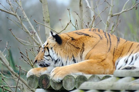 Tiger resting with head on paw