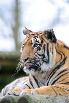 Tiger with tongue out looking alert