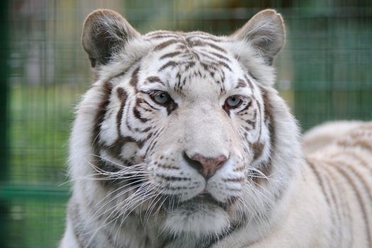White tiger close-up with blue eyes