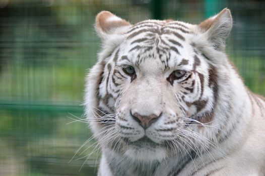 White tiger close-up with ears back