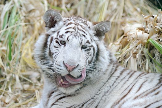 White tiger licking whiskers