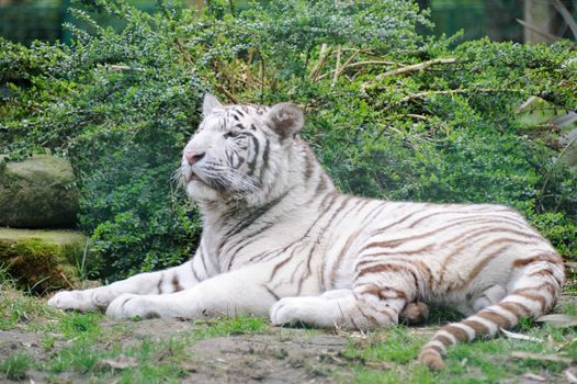 White tiger resting and looking around