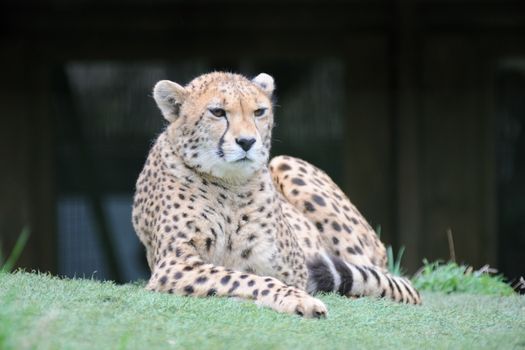 Cheetah lays on the grass