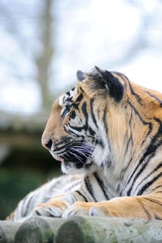 Tiger close-up profile view