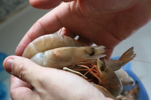 fresh fished shrimps in the palms of a man