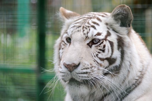 White tiger face detail and stripes