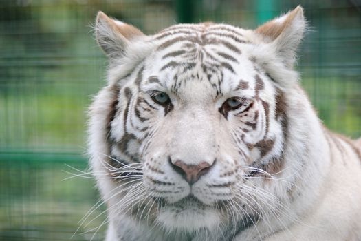 White tiger full face ears back