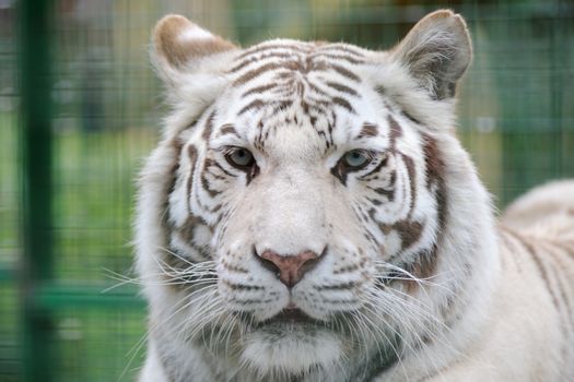 White tiger face showing stripes