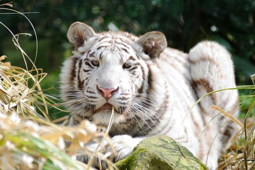 White tiger with grass in mouth looking
