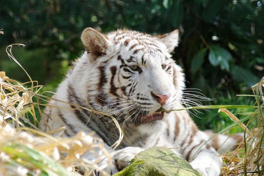 White tiger chews grass with mouth open