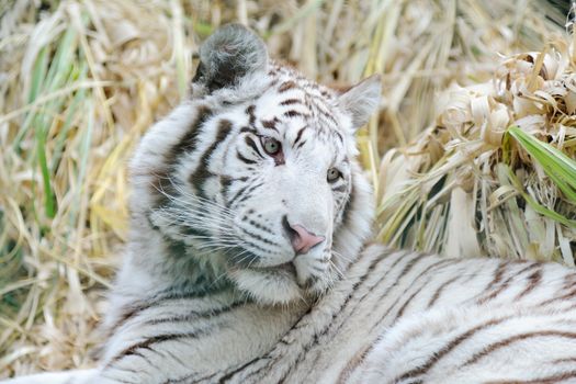 White tiger looking back