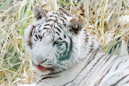 White tiger with mouth open and tongue out