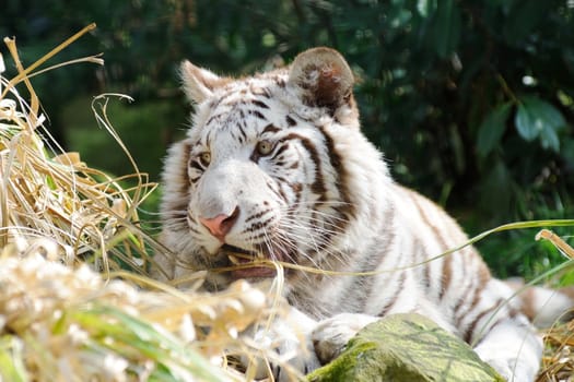 White tiger looks playful