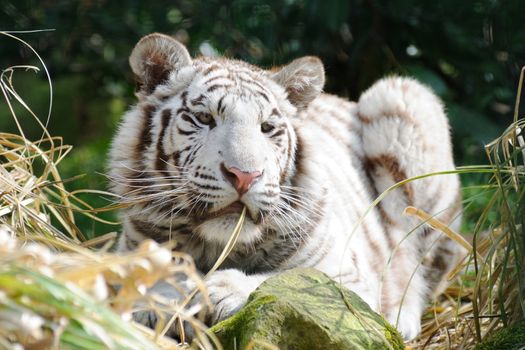 White tiger in sunlight with long whiskers