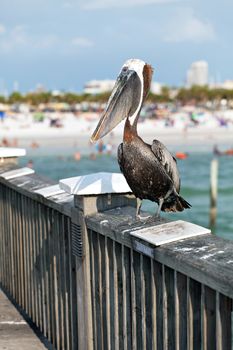 A brown Pelican bird posing on the railing of the public pier in Clearwater Florida.