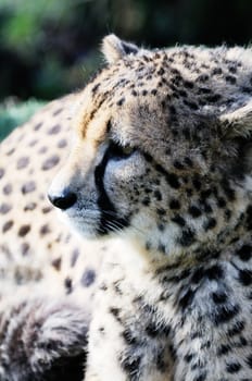 Cheetah closeup profile in the sunshine