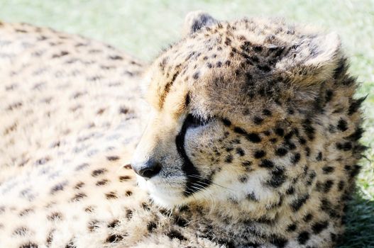 Closeup profile of cheetah resting in the sunshine