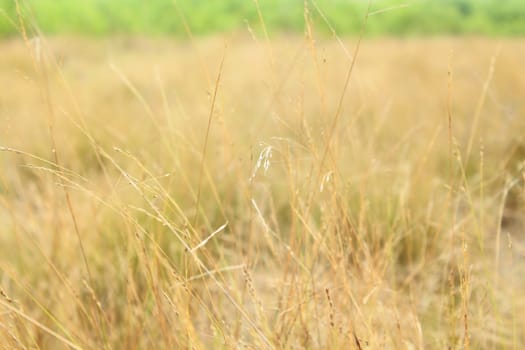 Autumn grass