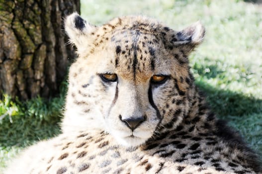 Cheetah face closeup portrait showing fur detail