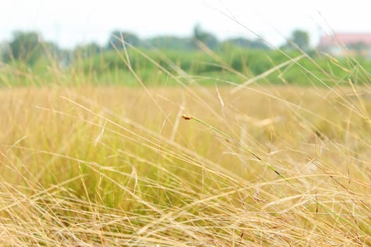Autumn grass
