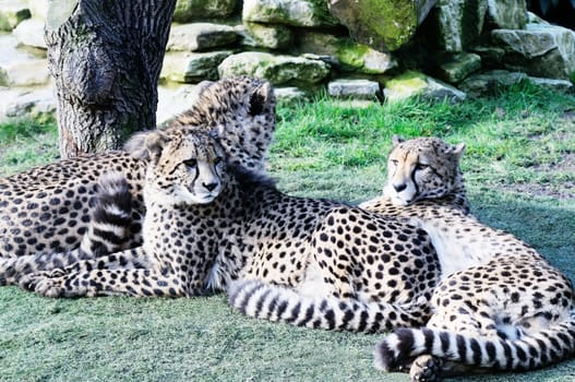 Cheetah relax in sunshine three together with spots on fur