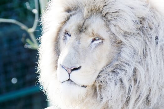 Male white lion closeup of face showing fur and mane detail