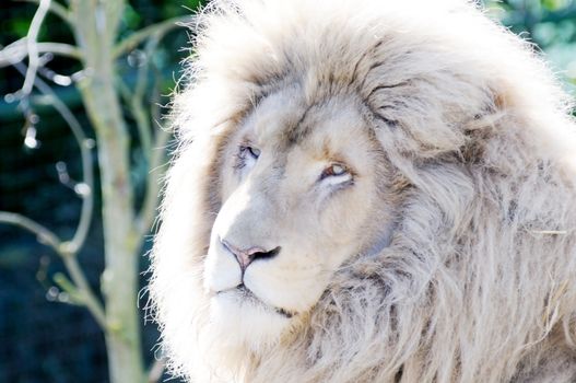 Closeup of white lion male showing face with fur and mane detail