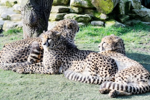 Three cheetahs relaxing in the sunshine