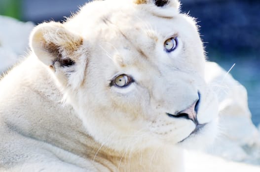 Closeup of female white lion showing fur detail