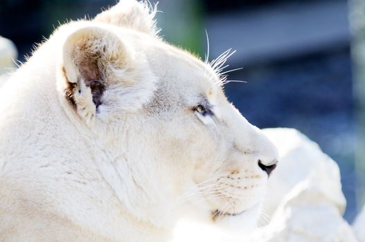 Closeup portrait of white lion female fur detail