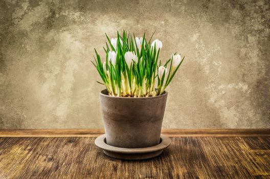 Detail of crocus flower in pot with textured wall background, vintage style