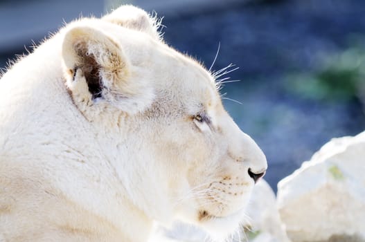 Closeup profile of female white lion portrait